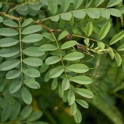 Indigo Leaves