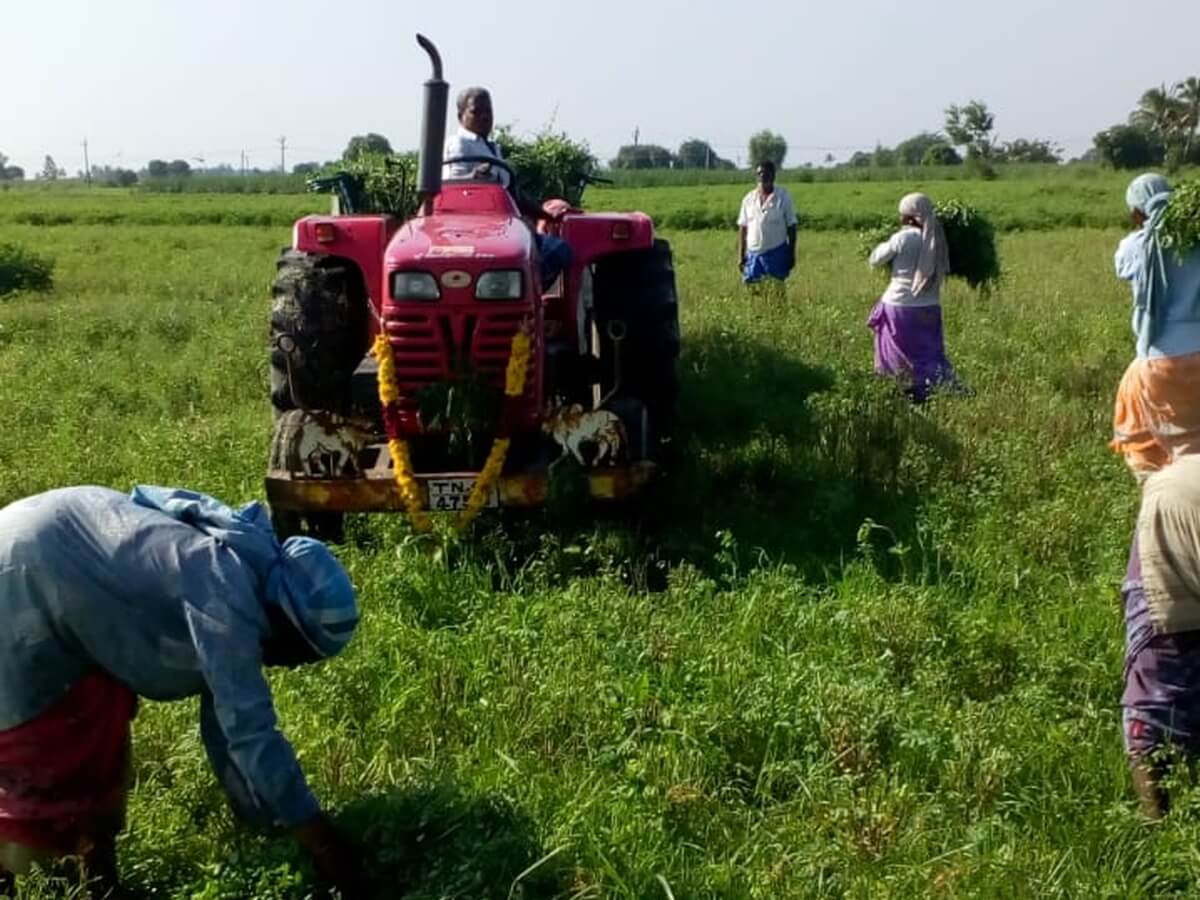 Economic Benefits of Growing Indigo Plants for Farmers